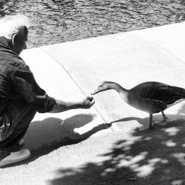 water, bird, animal themes, shadow, high angle view, sunlight, animals in the wild, wildlife, lake, leisure activity, outdoors, day, lifestyles, men, full length, nature, sand, beach