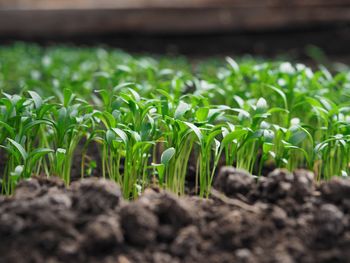 Small corinder sprouts have sprouted and are growing in the greenhouse in early spring. 