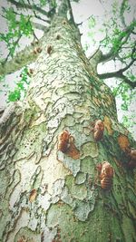 Low angle view of tree trunk