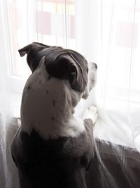 Close-up of a dog looking away