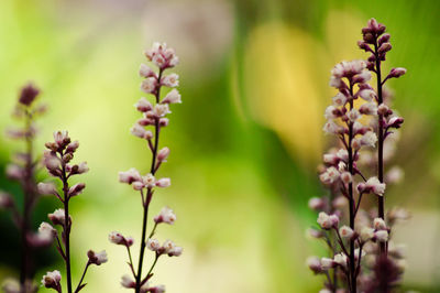 Close-up of pink flowering plants growing outdoors