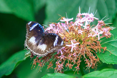 Close-up of butterfly pollinating on flower