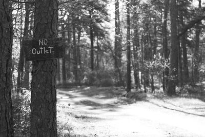 Text on tree trunk in forest