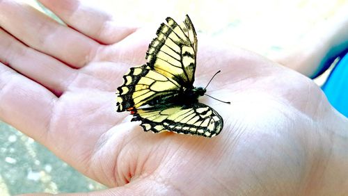 Close-up of cropped hand holding plant
