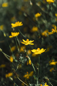 Close-up of yellow flowering plant
