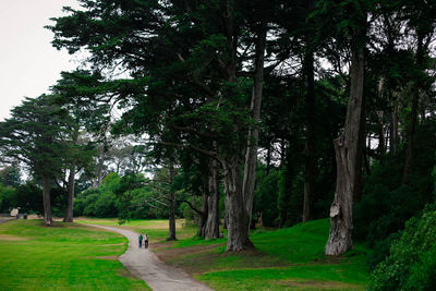 Footpath in park