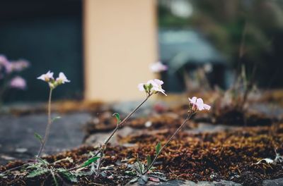 Close-up of flowering plants on field