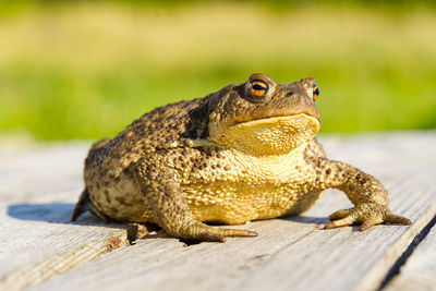 Close-up of a lizard on wood