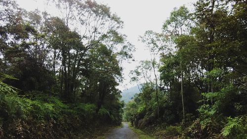 Road passing through forest