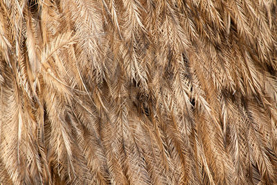 Full frame shot of rice paddy