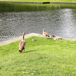 Ducks on grassy field by lake