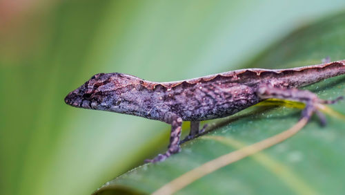 Close-up of lizard on leaf