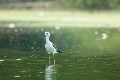 Bird perching on a lake