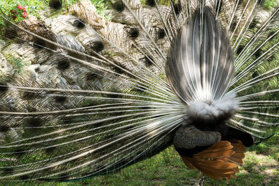 Close-up of feather on plant