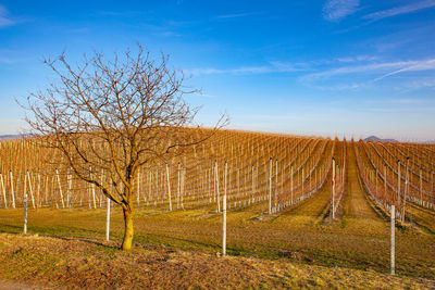 Bare trees on field against sky