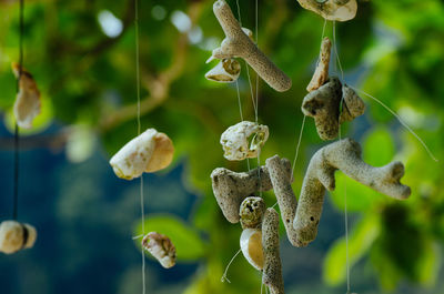 Close-up of flowers growing on tree