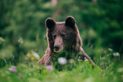 Bear in forest
