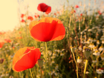 Close-up of red poppy in field