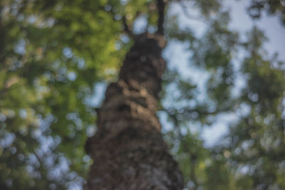 Low angle view of tree trunk in forest