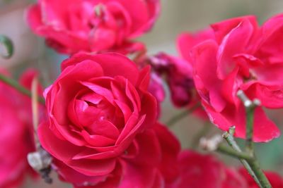 Close-up of pink rose