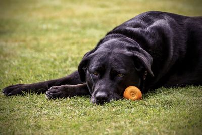 Black dog lying down on grassy field