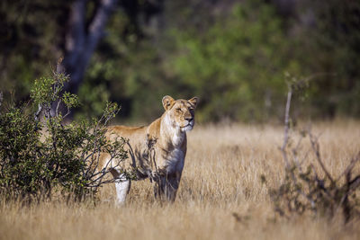 Tiger in a field