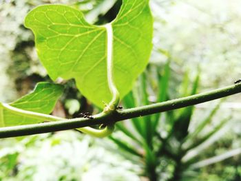 Close-up of insect on plant