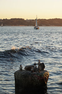 Seagulls in lisbon harbor with waves