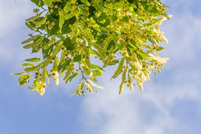 Low angle view of tree against sky