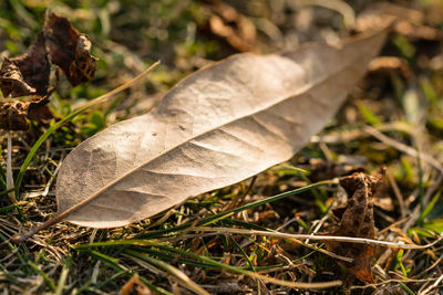 Close-up of dry leaf on grass