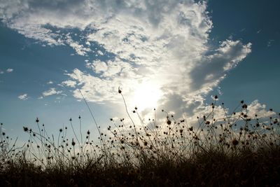 Plants growing on field against sky