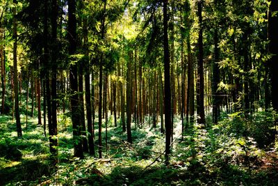 Trees in forest