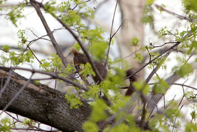 Low angle view of plants on tree