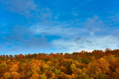 Trees against sky during autumn