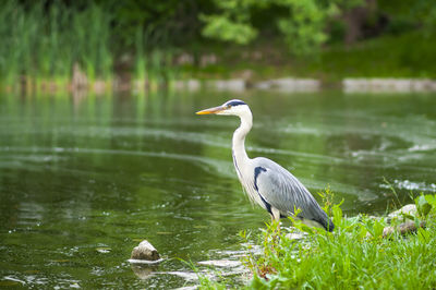 Heron on a lake