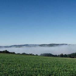 Scenic view of agricultural field against clear blue sky