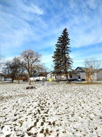 Bare trees on field against sky