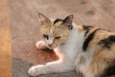 Close-up portrait of a cat looking away