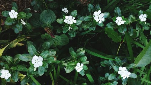 Close-up of white flowers