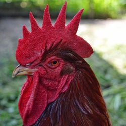 Close-up of rooster