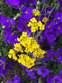 High angle view of purple flowering plants