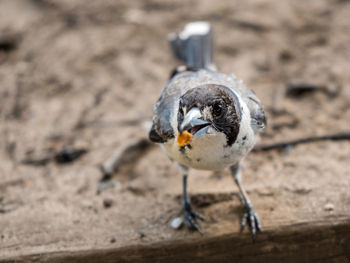 Close-up of bird perching