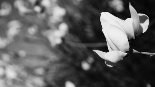 Close-up of white flowers blooming outdoors