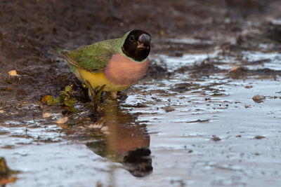 Bird perching by pond