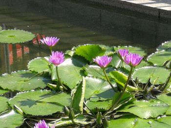 Close-up of pink water lily in lake