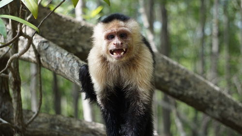 Portrait of capuchin monkey resting on tree