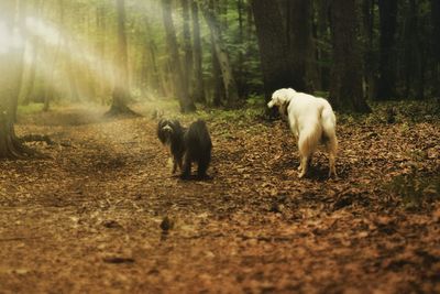 Dogs walking in a forest