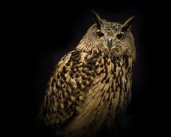 Portrait of owl against black background
