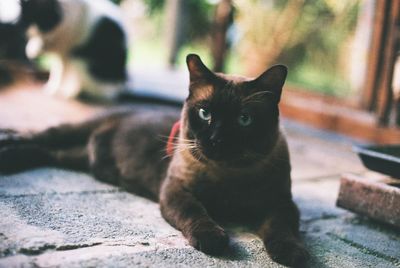 Portrait of cat sitting outdoors