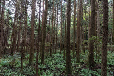 Pine trees in forest